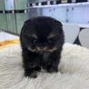 일산강아지분양 라펫 | 따뜻한 교감을 느낀 일산 강아지 분양 후기