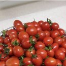 금홍 | GAP 인증 금홍농장 요요방울토마토 당일수확발송 해주는 금홍농장 토마토 배송 후기