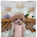 야옹아멍멍해봐(주월점) 이미지