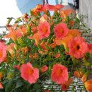 부림마을_동 이미지