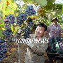 김영춘농장 이미지