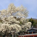 역사공원(소내쉼터)[지금-10] | 부산 목련 명소 3곳 지금 가장 예쁜 성암사 유엔기념공원 금련산