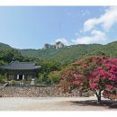 부안 개암사 - 배롱나무 이미지