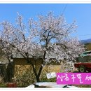 개나리농장 이미지