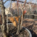 안녕농장 이미지