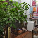 이편한도그 이미지