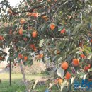 고산대추곶감농원 이미지