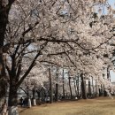 흥천도서관 | 서울, 서울 근교 벚꽃명소 Best 5 / 서울 벚꽃 나들이 추천