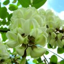 아카시아 이미지