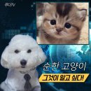 순한고양이 | 순한 고양이 종류 대표적인 5가지 무엇이 있을까?