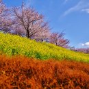 대저생태공원 이미지