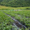 선두농장 이미지