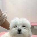 몽블리스 이미지