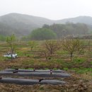 안계농장 이미지