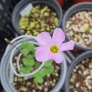 시랑 초등학교 이미지