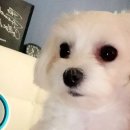 김동물병원 이미지
