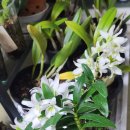 엔젤베이비