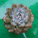 댕강댕강 이미지