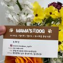 광주강아지분양 마마스미독 24시 광주봉선점 이미지