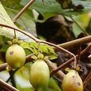 동인한약국 이미지