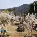 2018년 미선나무 꽃 축제 이미지