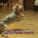 동물농장 이미지