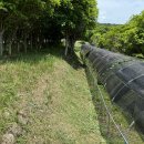 황칠농장 이미지