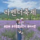 [동해] 무릉별유천지 라벤더 축제 | 주간 야간 모두 다녀온 후기 | 아이 준비물 추천