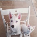 냥스타그램 이미지