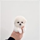 천안강아지분양 우리집퍼피 천안아산본점 (하이도그) | 분양 외모 넘넘 귀여워서 기억에 잊혀지지 않고 계속 기억에 남는 천안강아지분양 우리집퍼피 천안아산본점