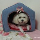 쭌이하우스 이미지