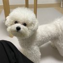 메디힐동물병원 | 구름이 방광염 스트루바이트 결정 치료종료!!_ 메디힐동물병원 치료기 : 강아지 약 먹이는 방법