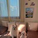 테마 애견 이미지