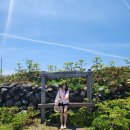 황금부엉이펜션 | 제주도 2박3일 여행코스 2일차 6월 제주 가볼만한곳