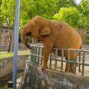 ■ 전주동물원 코끼리 이미지
