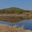 함안 대송리 늪지식물 이미지