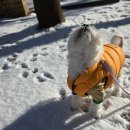 스타독스 | 🐶 [땡희 하루] 내 패딩보다 좋다?! 독스랩 초경량 강아지 패딩 조끼 리버시블 베스트 산책 후기 ⭐