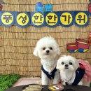 댕글로리 이미지