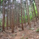 편백나무숲 이미지