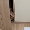 내 강아지 | 인천 강아지케이크 부평 오브몽 찐내돈내산 후기! 소형견 컵케익 수제간식 추천