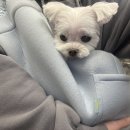 멍실멍실 이미지