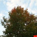 루브라참나무(red oak) 이미지