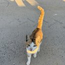 삼삼오오목장 이미지