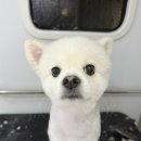 뽀송하개 이미지