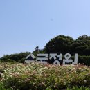 2025-06-26(목)1004의섬 비금도초도 수국의 향기속으로(총무)04 이미지
