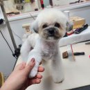 땡자네 묭실 이미지