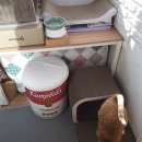 모던펫코리아 이미지