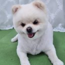 도그애견미용실 이미지