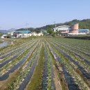 송광주유소 티스토리