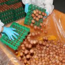 진일농장 이미지